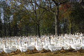 Mostviertler Weidegänse Aufzucht