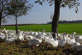 Mostviertler Weidegänse Wiese