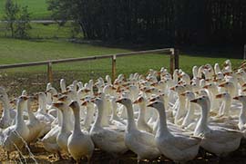 Mostviertler Weidegänse Wiese