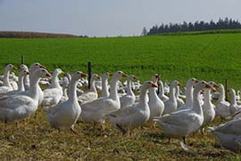 Mostviertler Weidegänse Wiese