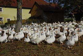 Mostviertler Weidegänse Gänse