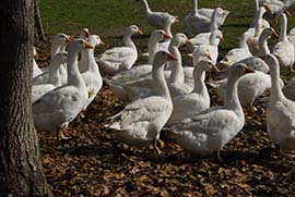 Mostviertler Weidegänse Gänse