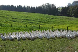 Mostviertler Weidegänse Wiese