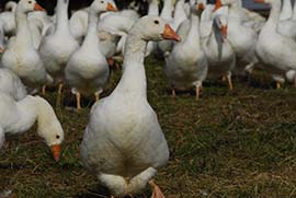 Mostviertler Weidegänse Wiese