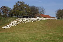 Mostviertler Weidegänse Wiese