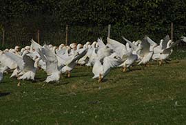 Mostviertler Weidegänse Wiese